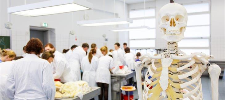 Ein präpariertes menschliches Skelett in einem medizinischen Präpariersaal mit zahlreichen Medizinstudierenden im Hintergrund