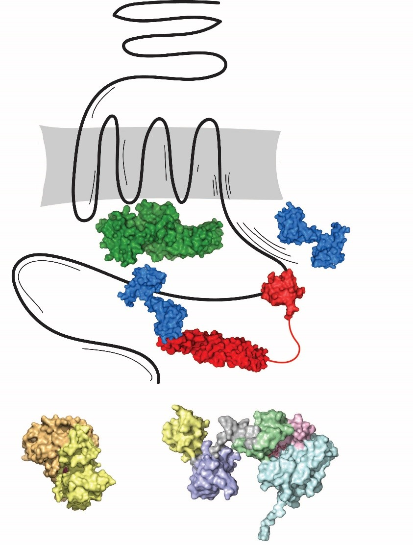 Schematic view of intracellular effector binding. The BAI2 is shown in black, arrestin is colored in green .