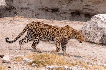 hbieser-leopard-8232483.jpg