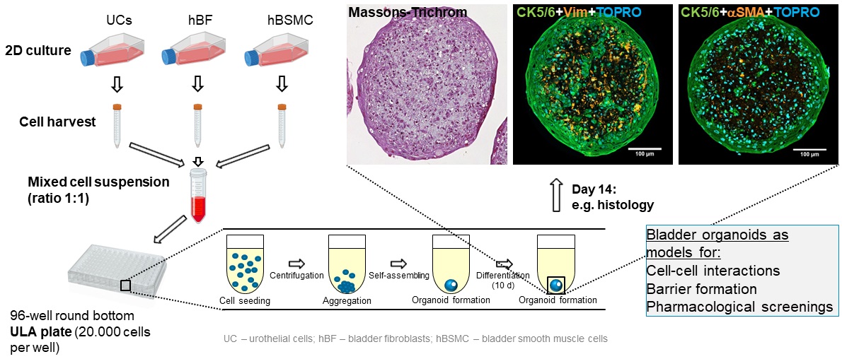 Abb_ Nicht-maligne Hb-Organoide.jpg