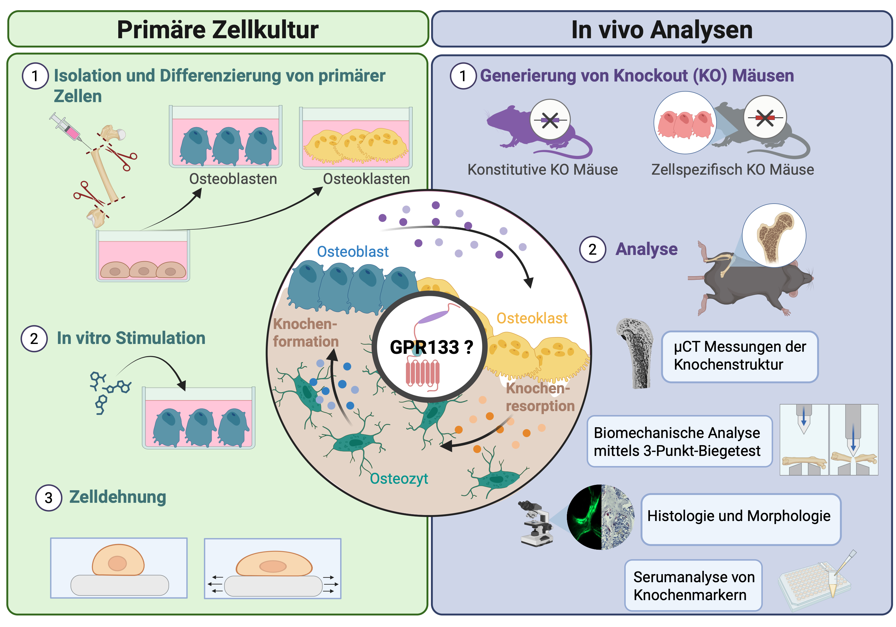 Abbildung Lehmann.jpeg