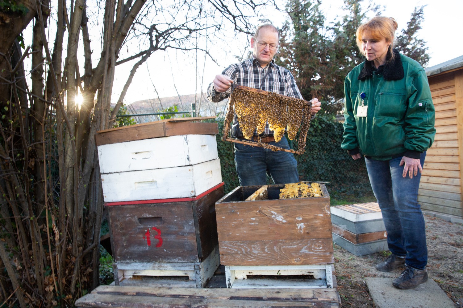 Im Schein der Morgensonne baut Imker Michael Hardt (li.) die Bienenstöcke auf dem Gelände der UKL-Gärtnerei auf. Bärbel Zimmermann, Leiterin der Gärtnerei, schaut interessiert zu. Sie war von der Idee der Bienenpatenschaft sofort begeistert.