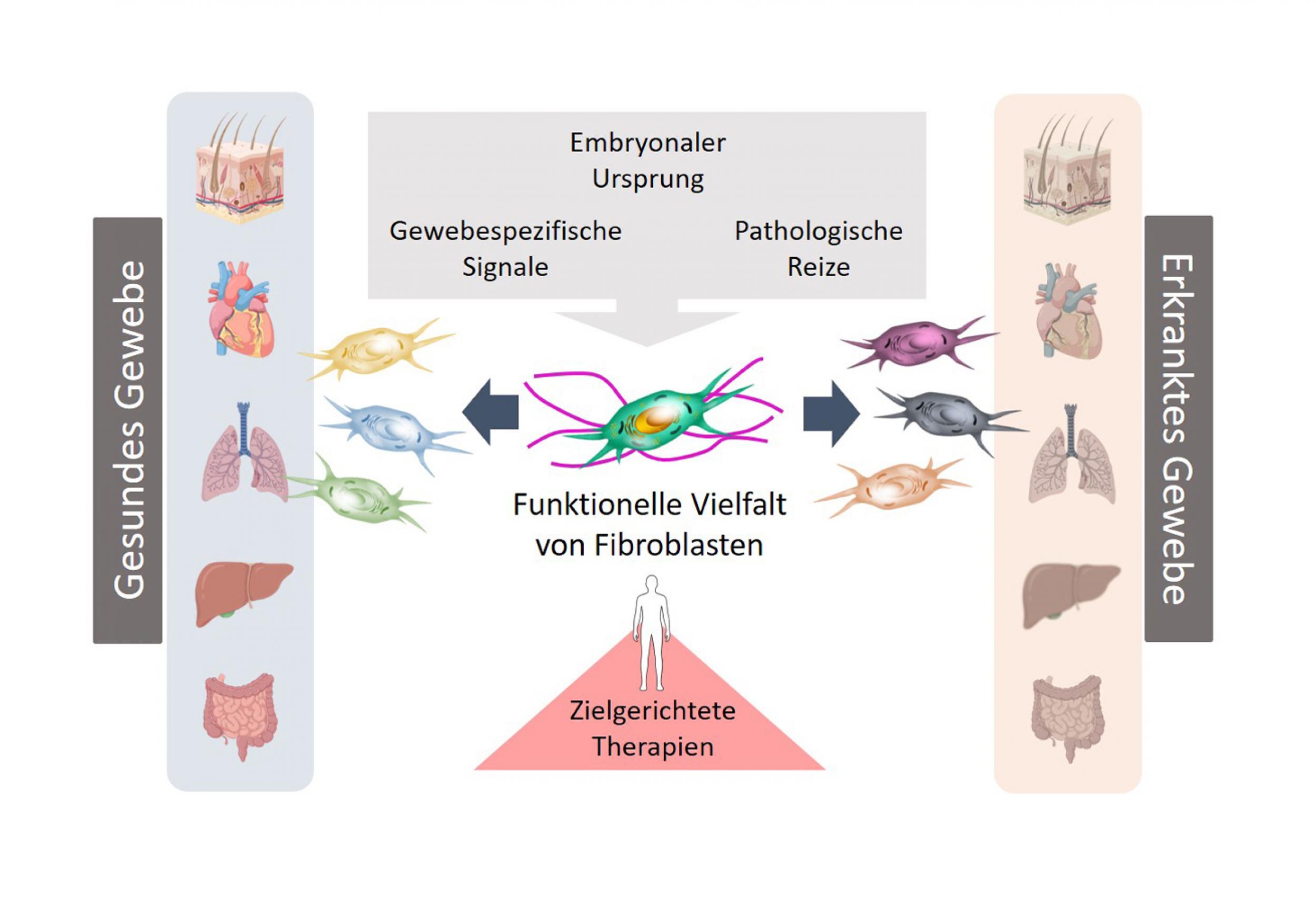 Fibroblasten spielen eine zentrale Rolle bei der Aufrechterhaltung gesunder Gewebestrukturen, aber auch bei Entstehung und Verlauf von Erkrankungen.