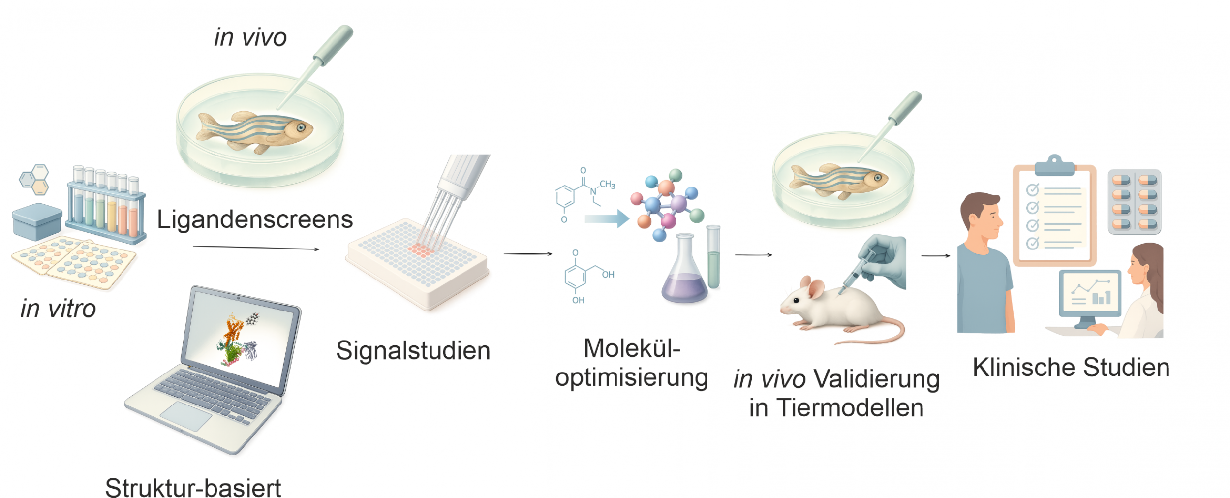 Modulatoren spielen eine große Rolle zur gezielten Steuerung von Rezeptoraktivitäten. Mehrere Modulatoren von Adhäsions GPCRs haben den Übergang von in vitro aktiven Verbindungen zu wirksamen in vivo Anwendungen im Tier erfolgreich gemeistert.