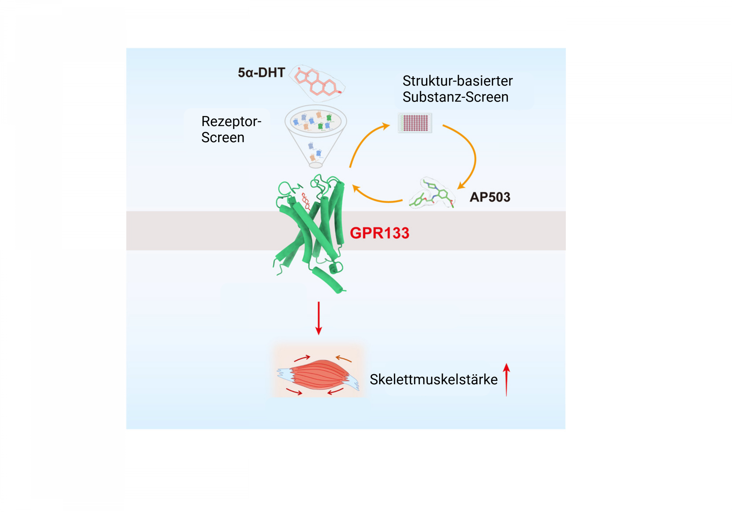 In dieser internationalen Studie konnten die Wissenschaftler:innen zeigen, dass einer der Adhäsions-G-Protein-gekoppelten Rezeptoren – GPR133 – durch das androgene Steroidhormon 5α-DHT aktiviert wird.