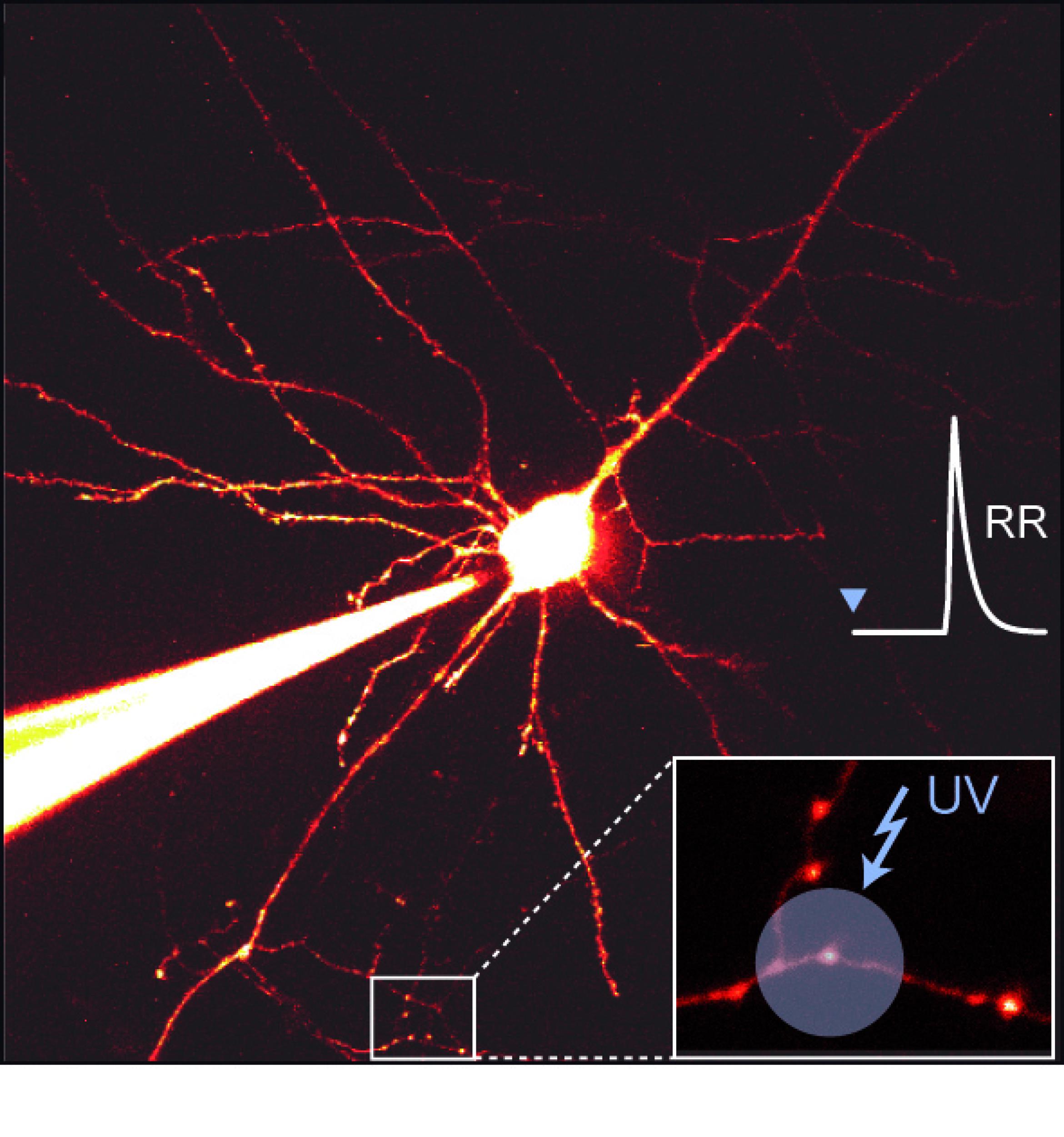 Die mikroskopische Abbildung zeigt eine Nervenzelle und vergrößert die Enden von Nervenzellfortsätzen. Mittels UV-Blitz wurde dort Kalzium freigesetzt, das die Ausschüttung des Neurotransmitters aktiviert. Die Freisetzungsrate des Transmitters (RR) aus der Senderzelle wurde in der Empfängerzelle gemessen.