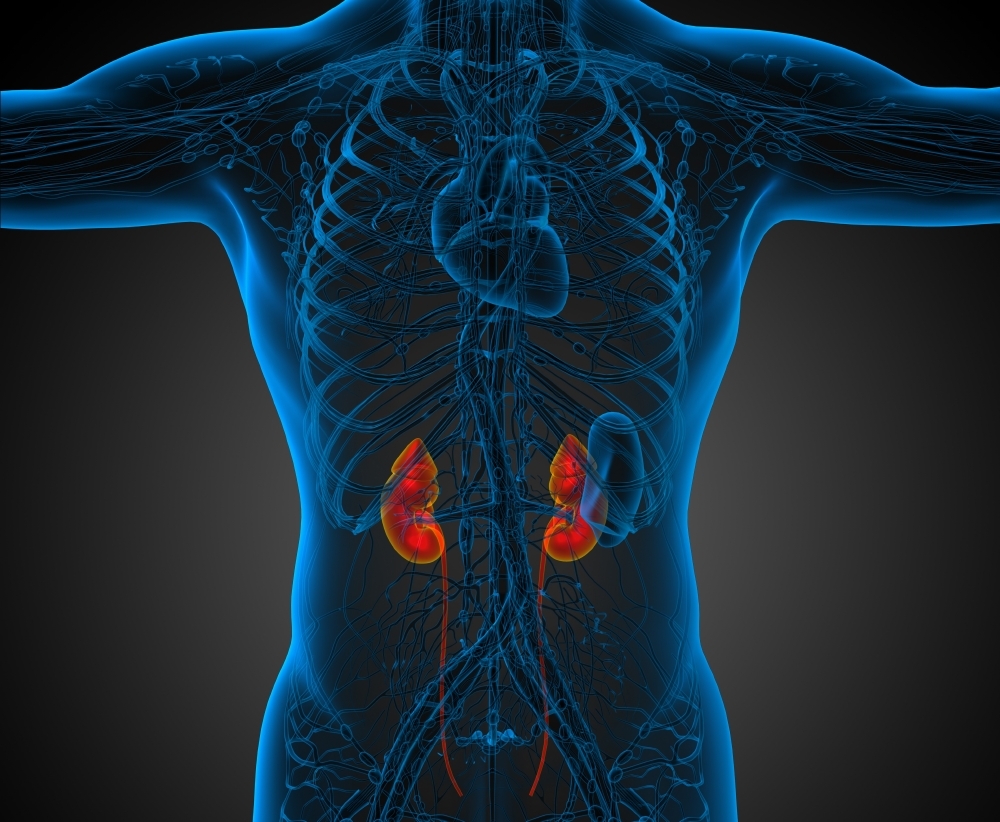 Die Nieren säubern rund 300 Mal pro Tag die etwa sechs Liter Blut im Körper