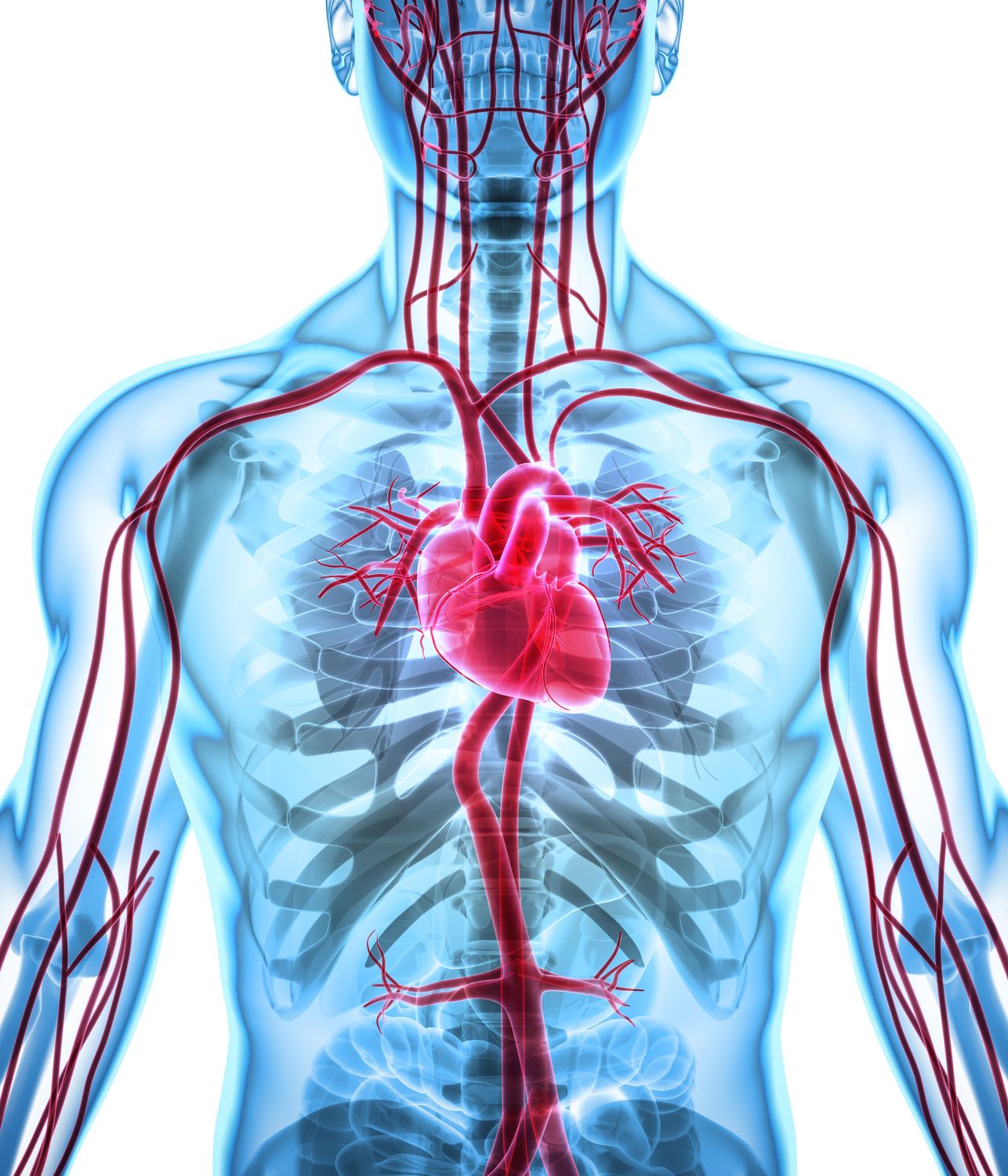 Abbildung des Herz-Kreislauf-Systems
