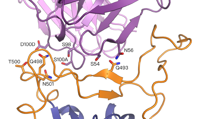 Ansicht eines computergestützten Models in wechselseitiger Wirkung zwischen den Antikörpern (violett) und den Spike Proteinen des Coronavirus SARS-CoV-2 (orange und blau).