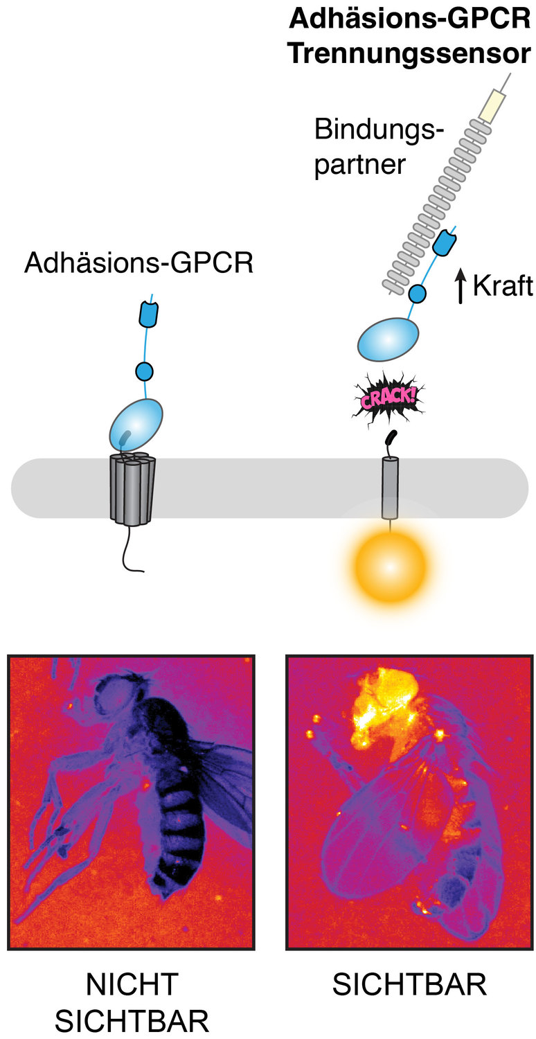 Aussehen von Adhäsions-GPCRs (links) und Funktionsprinzip der NRS-Technologie (rechts). Im Nervensystem der Fruchtfliege wird sichtbar, wann, wo und wie ein Adhäsions-GPCR getrennt wird (unten).