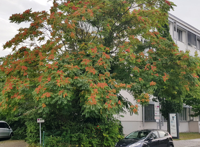 Auch in Leipzig breiten sich neue Baum- und Pflanzen-Arten aus, wie dieser Götterbaum an der Paul-List-Straße am UKL. Für Allergiker sind das nicht immer gute Nachrichten.